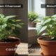 What's Best for Plants: Binchotan Charcoal or Biochar?
