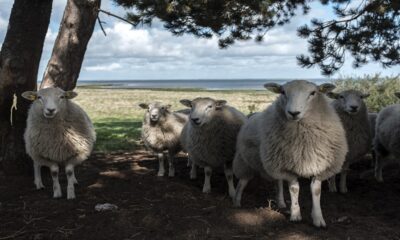 Australian Shepherd health issues
