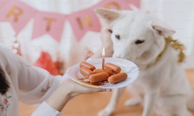 2025 USPS dog bite rankings