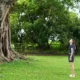 Best grass for shady areas in lawns