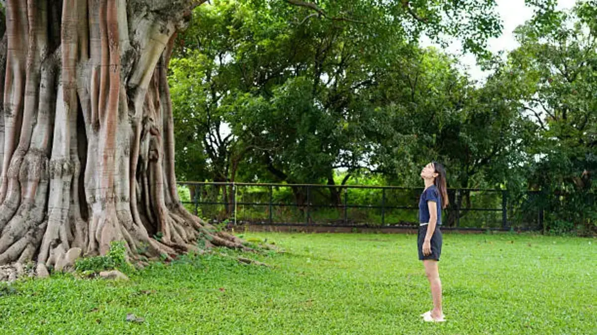 Best grass for shady areas in lawns