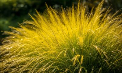 All Gold Hakonechloa Grass