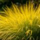 All Gold Hakonechloa Grass