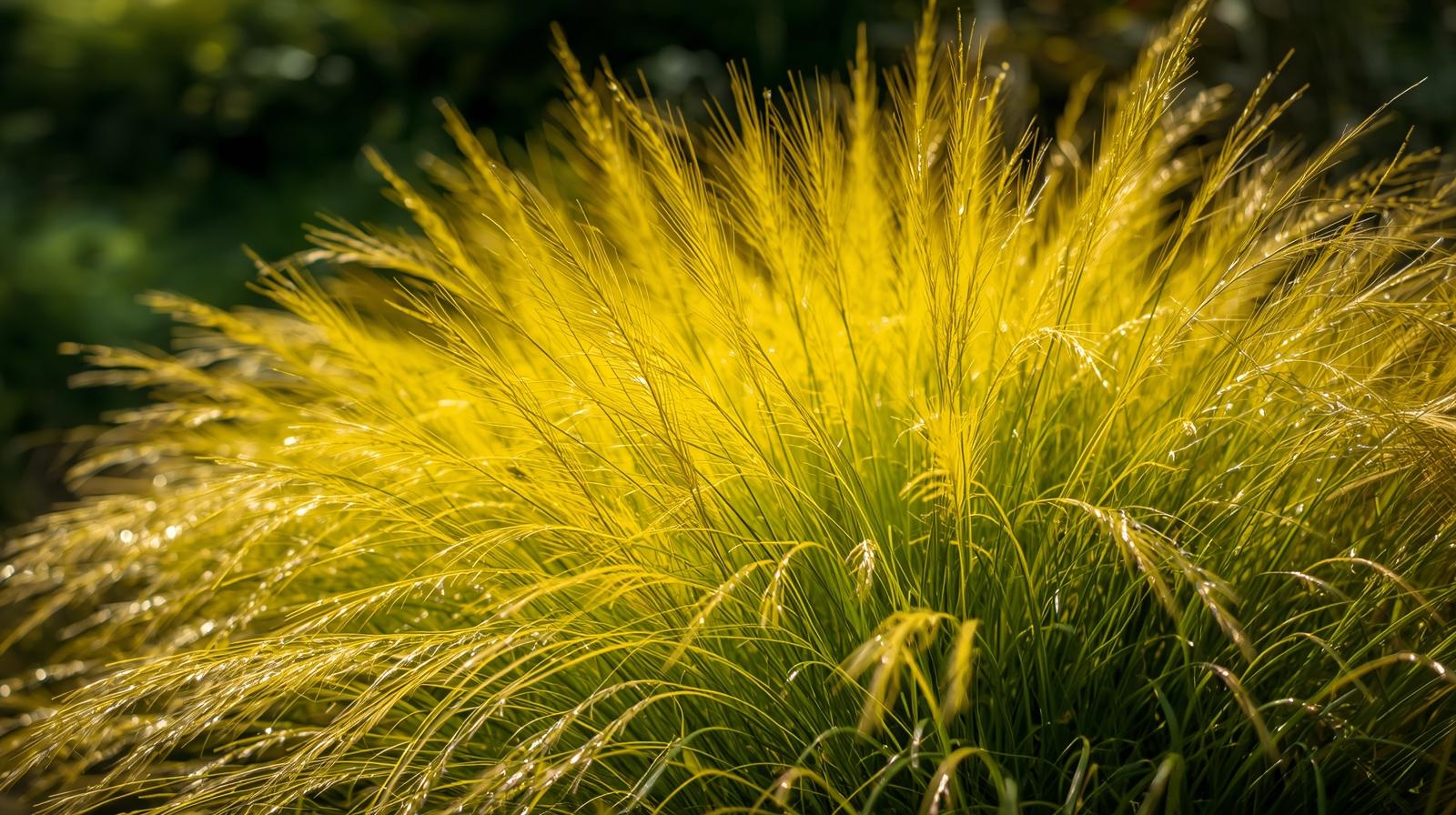 All Gold Hakonechloa Grass