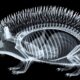 hedgehog X-ray